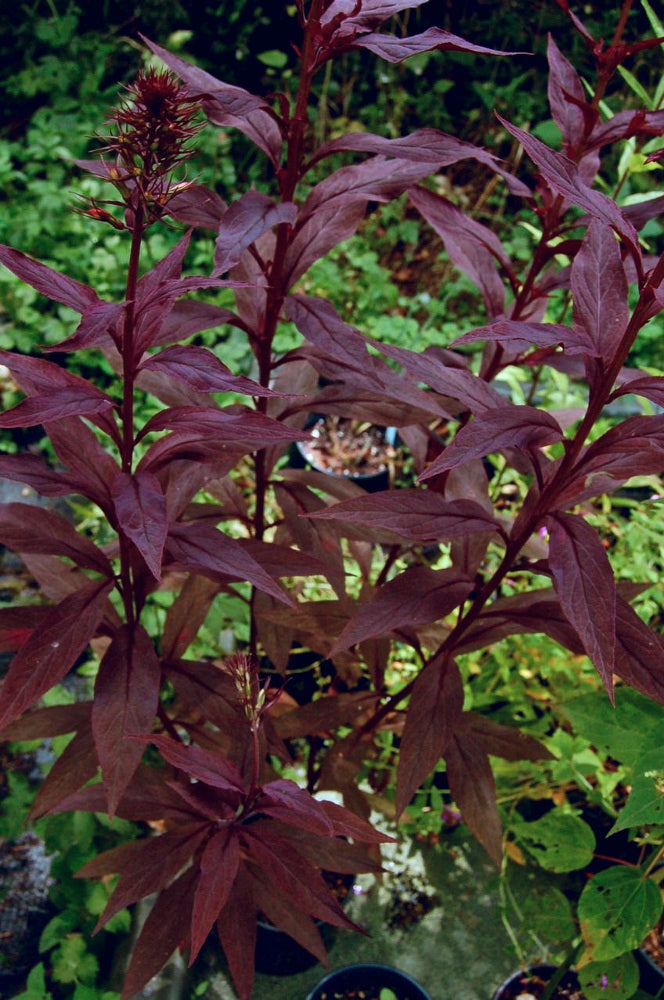 Black Truffle Cardinal Flower (Lobelia C 'Black Truffle') - QT -Ship Only