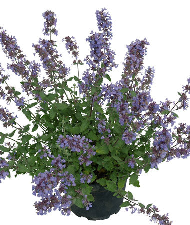 Cat’s Meow Catmint (Nepeta F 'Cats Meow') - QT -Ship Only
