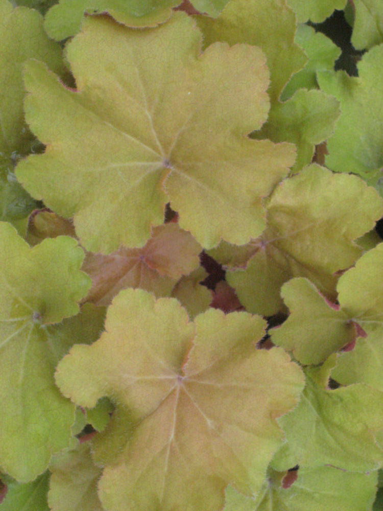 Caramel Coral Bells (Heuchera caramel 'Caramel') - QT -Ship Only
