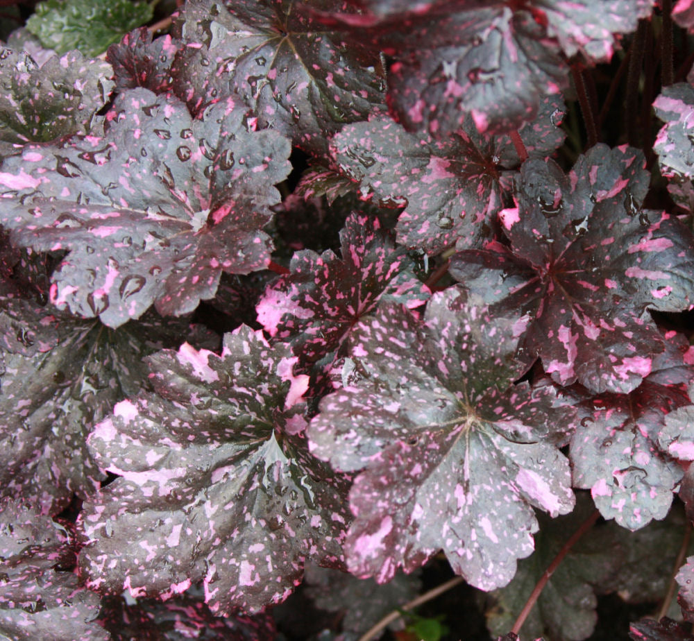 Midnight Rose Coral Bells (Heuchera midnight 'Midnight Rose') - QT -Ship Only
