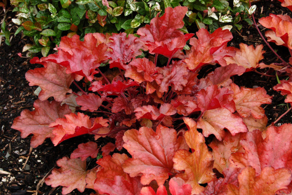 Peach Flambe Coral Bells (Heuchera 'Peach Peach Flambe') - QT -Ship Only