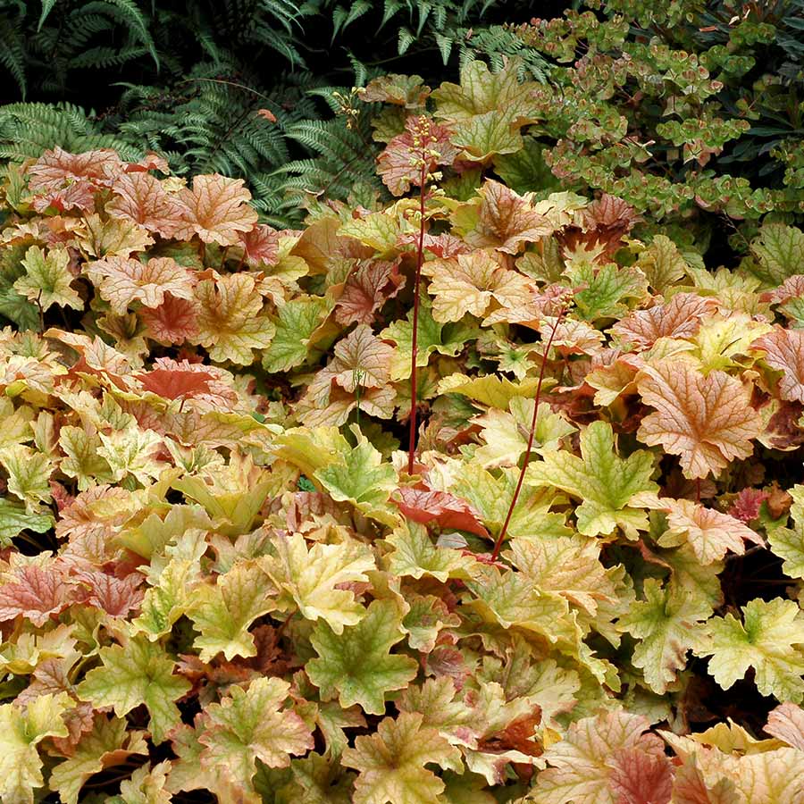 Topaz Jazz Coral Bells (Heuchera topaz 'Jazz') - QT -Ship Only