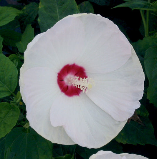 Luna™ White Hardy Hibiscus (Hibiscus mos. 'Luna White') - QT -Ship Only