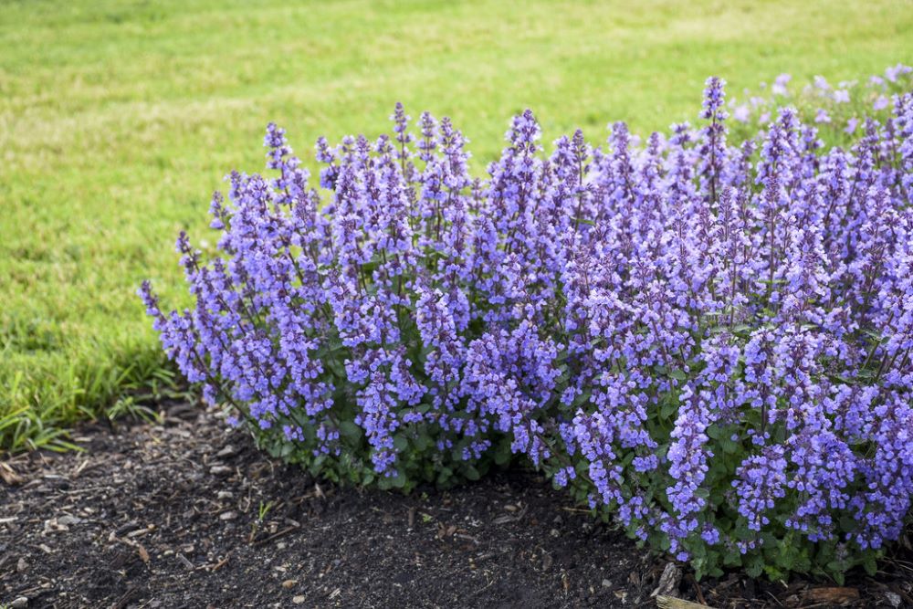 Cat's Pajamas Catmint (Nepeta x 'Cats Pajamas') - QT -Ship Only