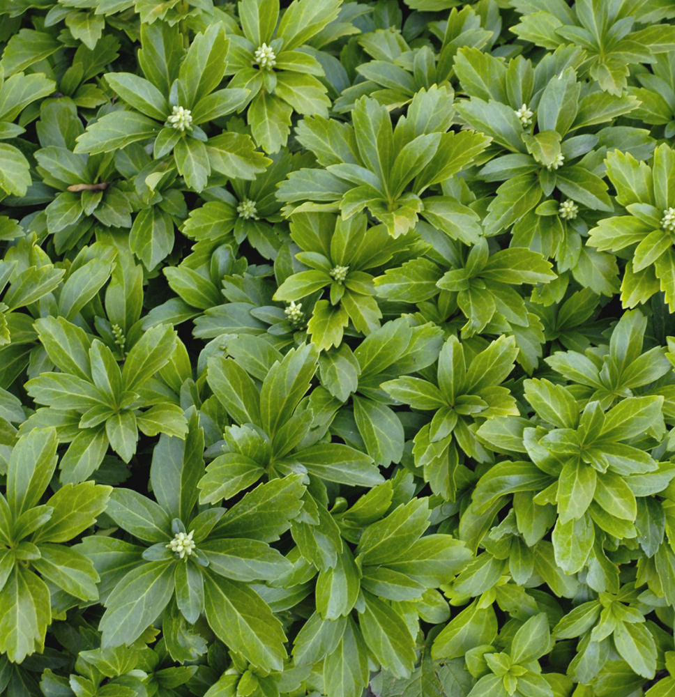 Japanese Spurge (Pachysandra terminalis) - QT -Ship Only