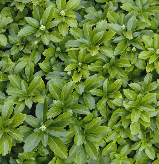Japanese Spurge (Pachysandra terminalis) - QT -Ship Only