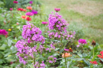 Jeana Garden Phlox (Phlox paniculata 'Jeana') - QT -Ship Only