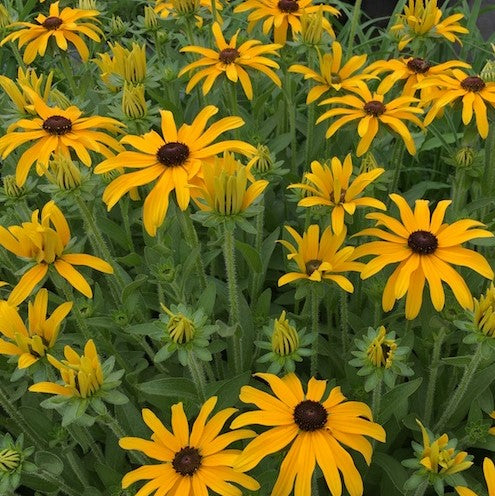 Glitters LIke Gold Black Eyed Susan (Rudbeckia x 'Glitters Like Gold') - QT -Ship Only