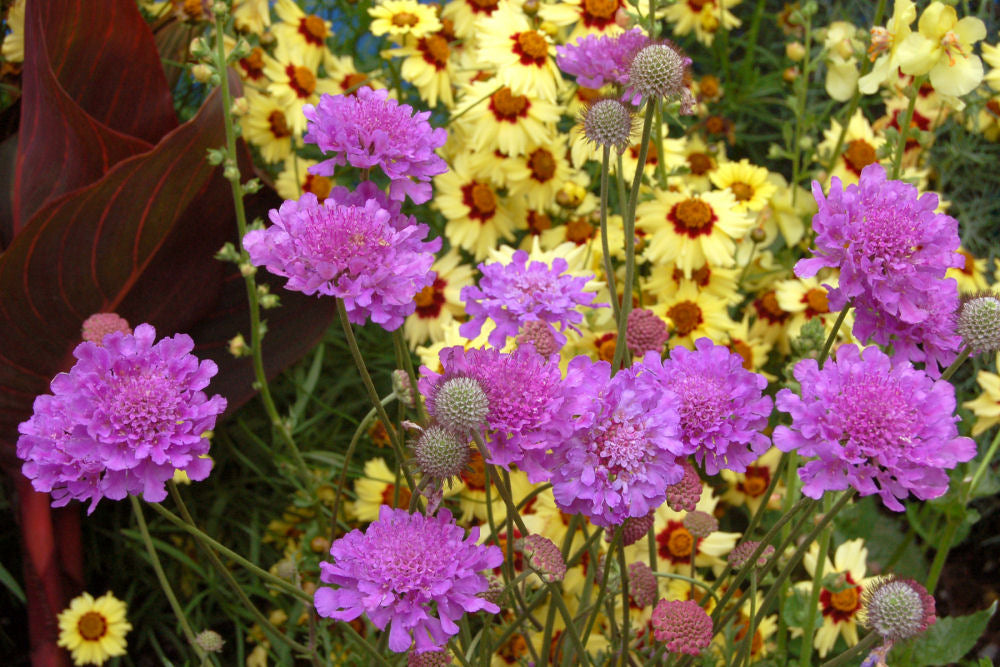 Violet Blue Pincushion Flower (Scabiosa vivid 'Vivid Violet') - QT -Ship Only