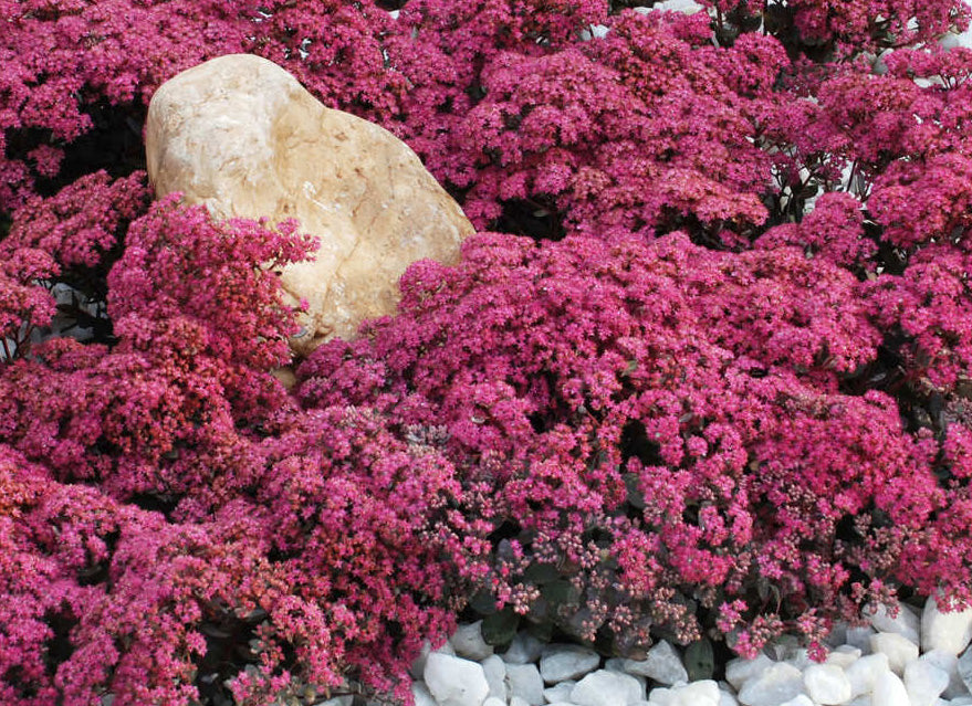 Dazzleberry Sedum (Sedum sedum 'Dazzleberry') - QT -Ship Only