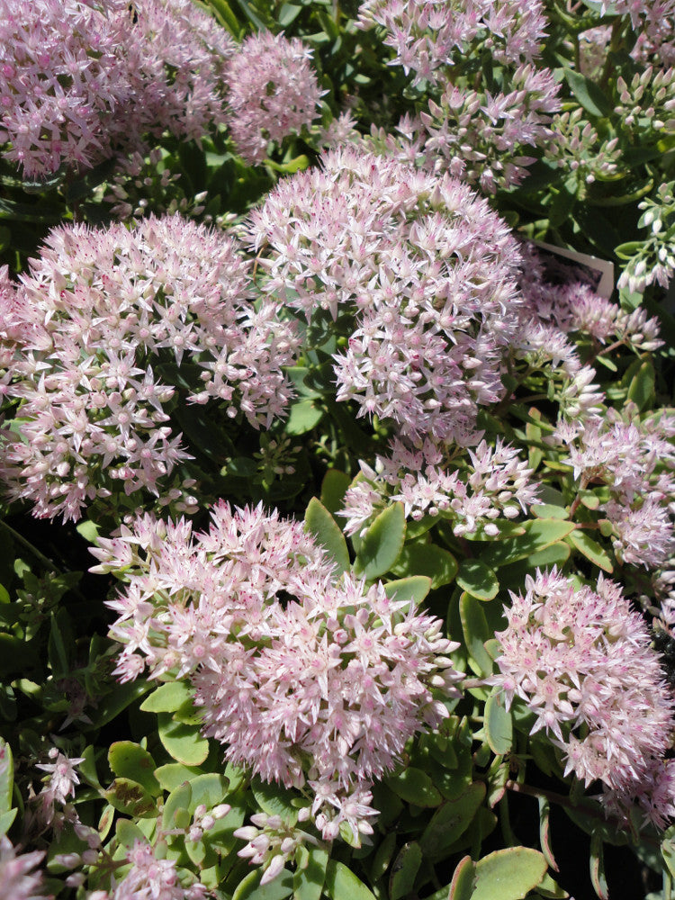 Rock 'N Round® 'Pure Joy' Stonecrop (Sedum pure 'Joy') - QT -Ship Only