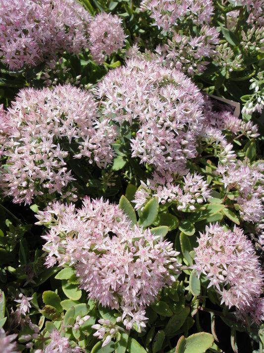 Rock 'N Round® 'Pure Joy' Stonecrop (Sedum pure 'Joy') - QT -Ship Only