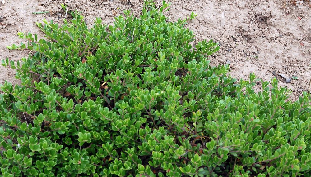 Massachusetts Bearberry (Arctostaphylos uva-ursi 'Massachusetts') - 1 gallon -Ship Only