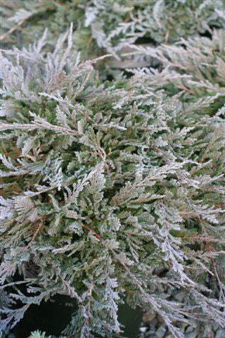 Blue Chip Juniper (Juniperus horizontalis 'Blue Chip') - 1 gallon -Ship Only