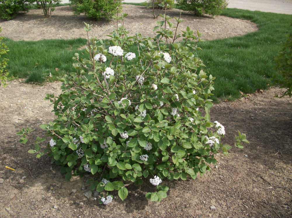 Korean Spice Viburnum (Viburnum x 'Carlesii') - 1 gallon -Ship Only