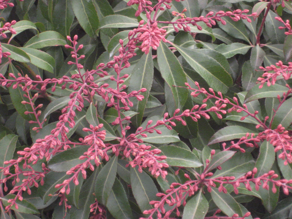 Dorothy Wycoff Andromeda (Pieris japonica 'Dorothy Wycoff') - 1 gallon -Ship Only