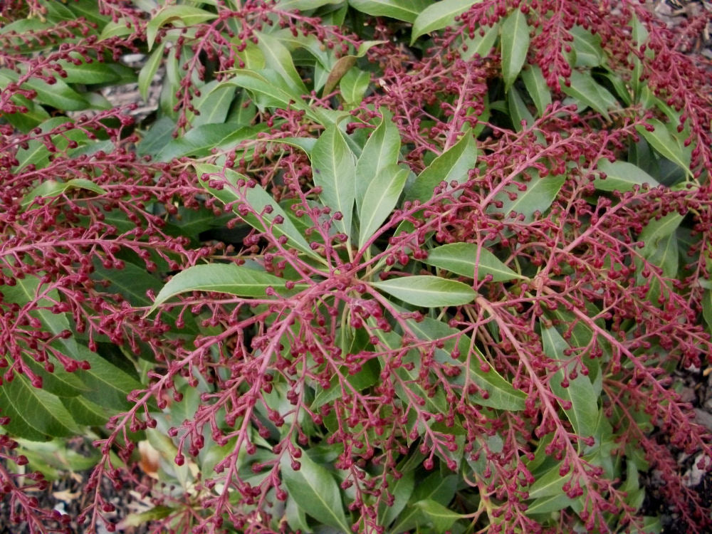 Katsura Japanese Andromeda (Pieris japonica 'Katsura') - 1 gallon -Ship Only