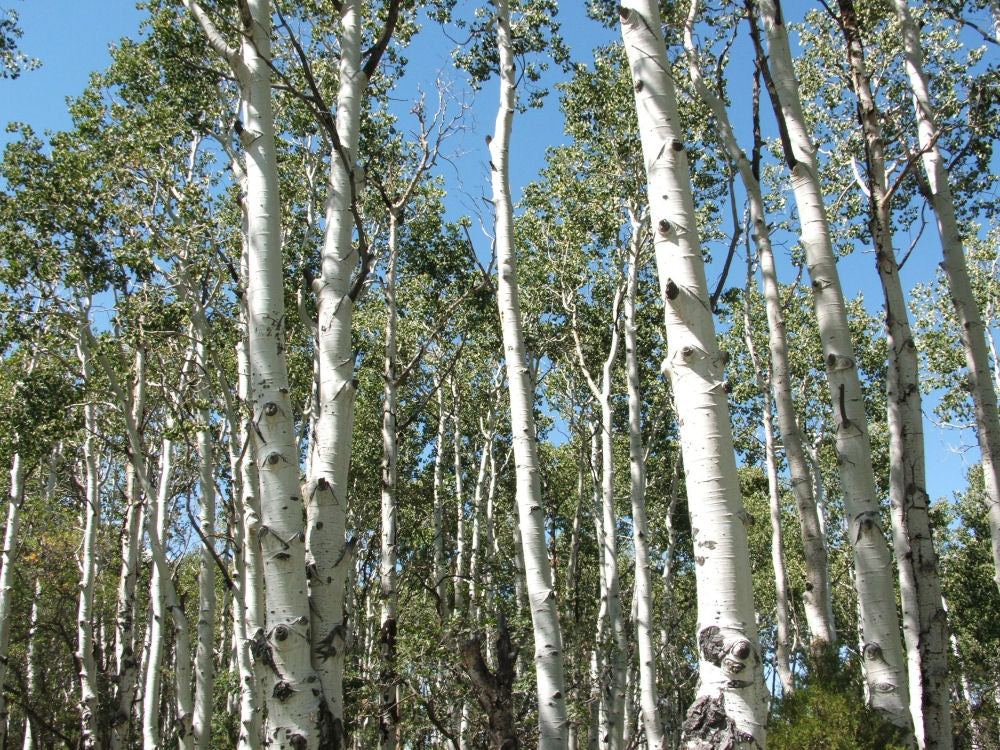 Quaking Aspen (Populus tremuloides) - 3 gallon RP -Ship Only