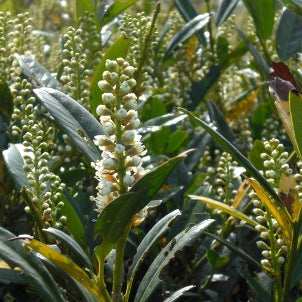 Otto Luyken Dwarf Cherry Laurel (Prunus L 'Otto Luyken') - 2 gallon 12" -Ship Only