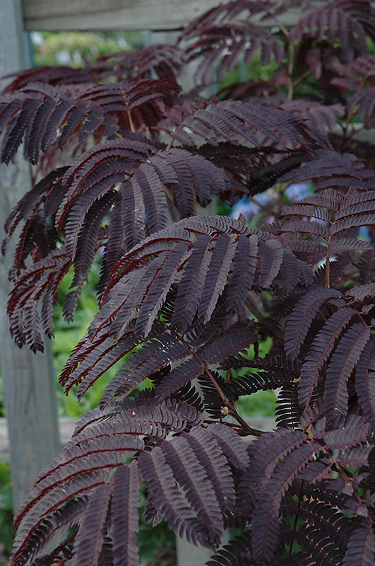 Summer Chocolate Mimosa Tree (ALBIZIA JULIBRISSIN SUMMER CHOCOLATE) - 5 gallon -Ship Only