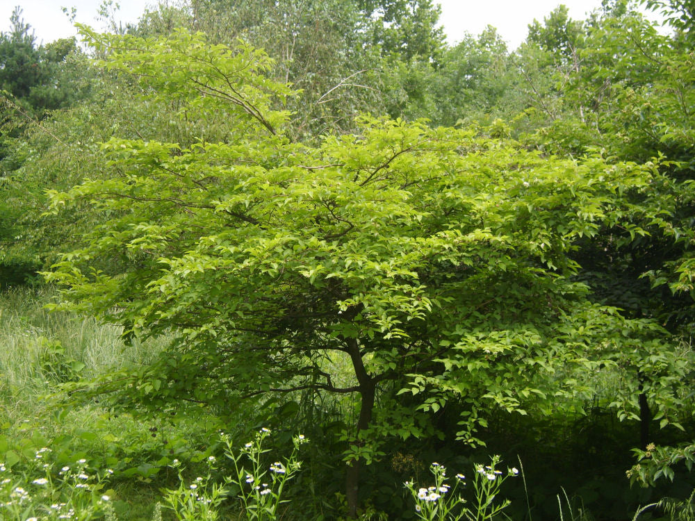 Japanese Snowbell (Styrax japonicus) - 3 gallon -Ship Only