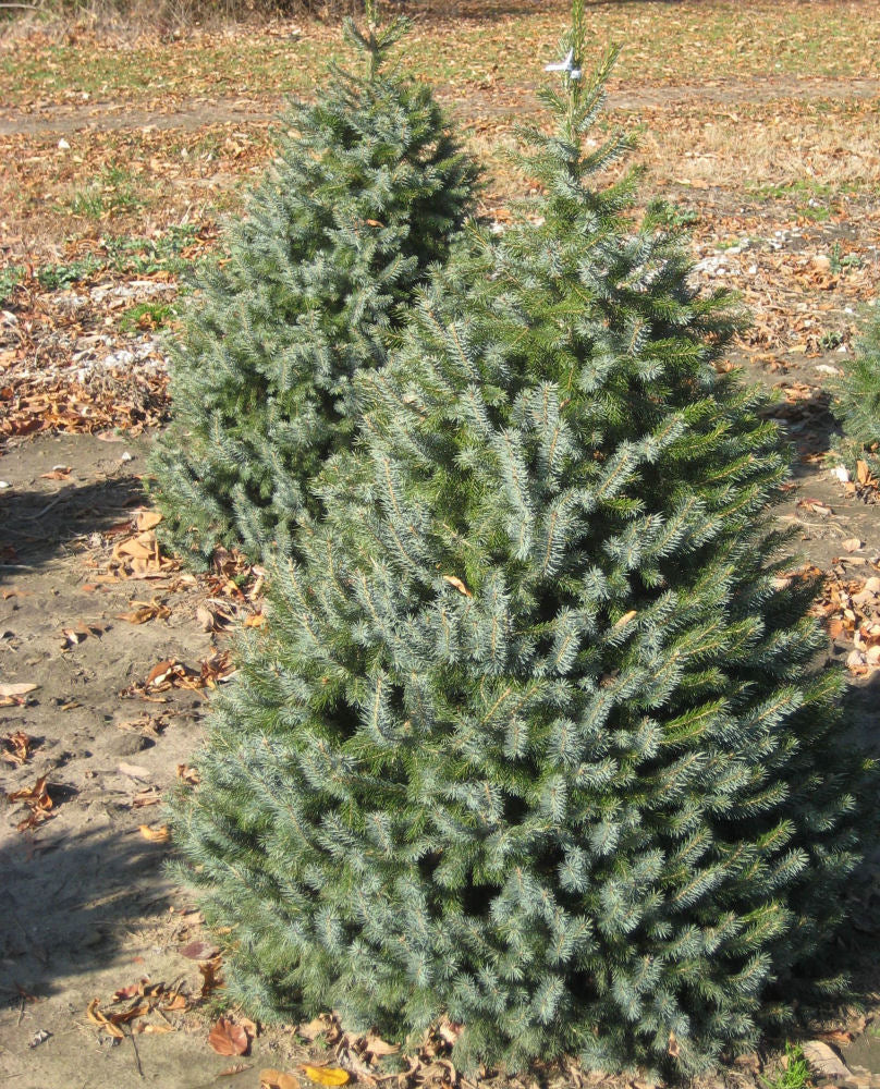 Serbian Spruce (Picea omorika) - 6" ECO POT -Ship Only