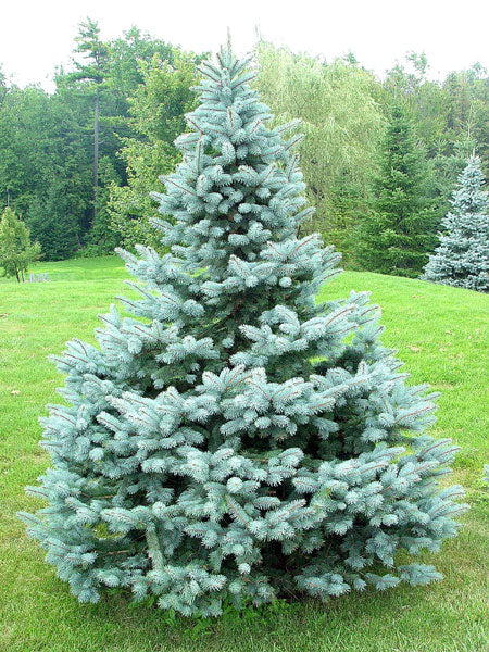 Baby Blue Spruce (Picea pungens 'Baby Blue') - 6" ECO POT -Ship Only