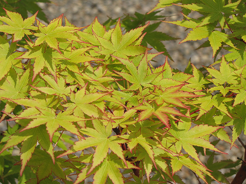 'Sango kaku' Coral Bark Japanese Maple (Acer palmatum 'Sango-kaku') - 2 gallon -Ship Only