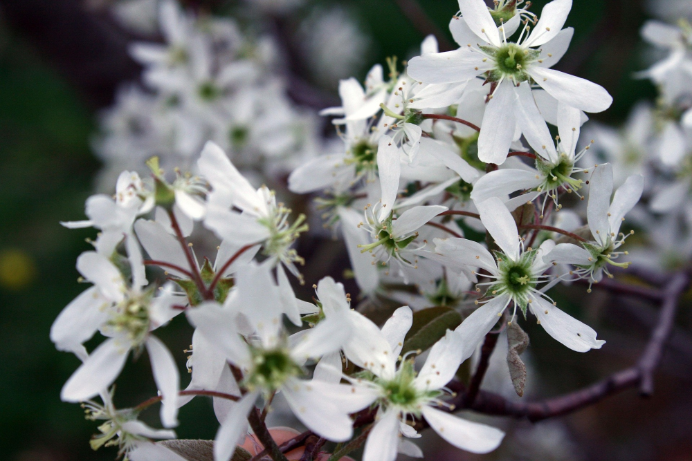 Smokey Serviceberry (Amelanchier alnifolia 'Smokey') - 1 gallon -Ship Only
