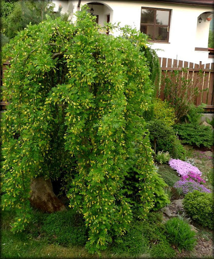 Weeping Siberian Peashrub (Caragana arborescens 'Pendula') - 3 gallon 12" HEAD -Ship Only