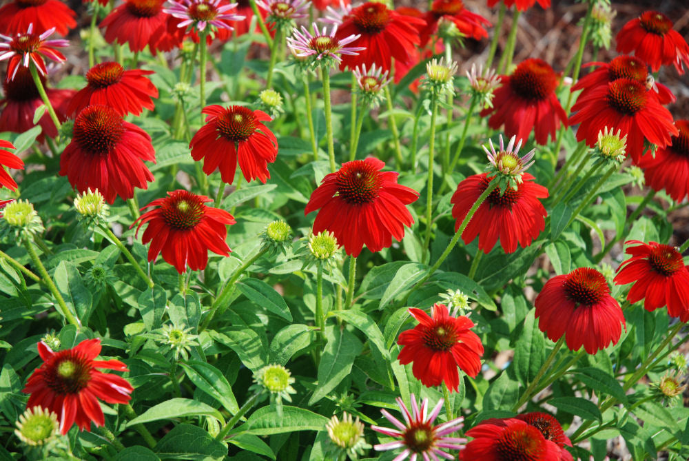 Sombrero Salsa Red Coneflower (Echinacea x purpurea 'Balsomsed') - QT -Ship Only