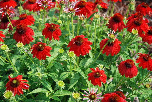 Sombrero Salsa Red Coneflower (Echinacea x purpurea 'Balsomsed') - QT -Ship Only