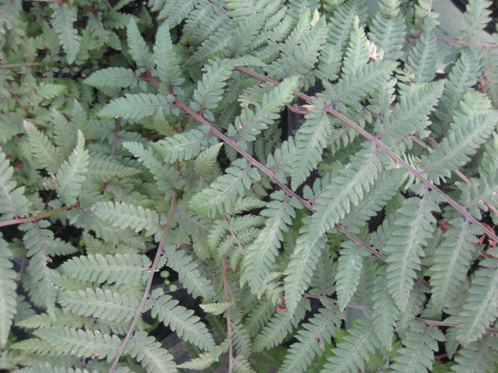 Burgundy Lace Painted Fern (Athyrium niponicum 'Burgundy Lace') - QT -Ship Only