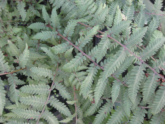 Burgundy Lace Painted Fern (Athyrium niponicum 'Burgundy Lace') - QT -Ship Only