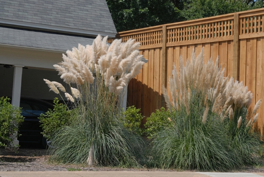 Pampas Grass (Cortaderia selloana) - QT -Ship Only
