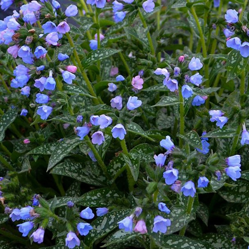 Twinkle Toes Lungwort (Pulmonaria twinkle 'Toes') - QT -Ship Only