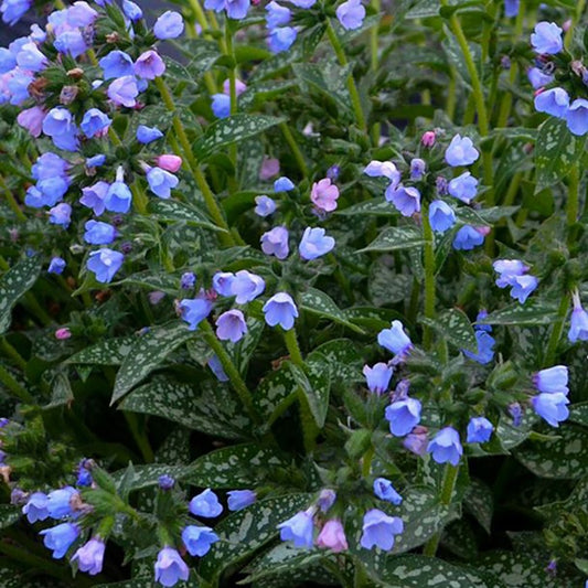 Twinkle Toes Lungwort (Pulmonaria twinkle 'Toes') - QT -Ship Only