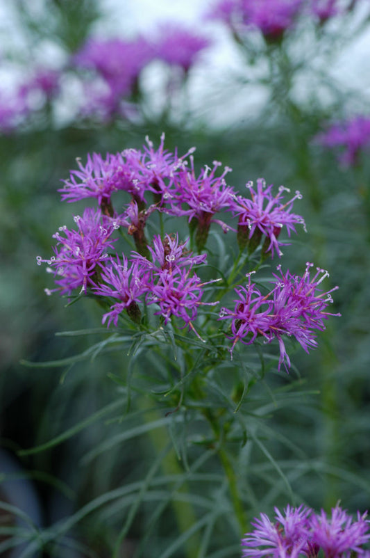 Iron Butterfly Narrow-leaf Ironweed (Vernonia lettermannii 'Iron Butterfly') - QT -Ship Only