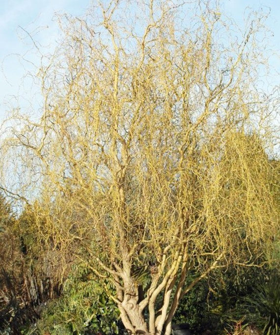 Willow ‘Golden Curls’ (Salix caprea 'Curly Locks') - 1 gallon 36" -Ship Only