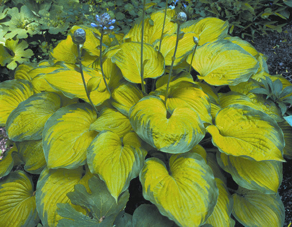 Old Glory Plantain Lily (Hosta 'Old Glory') - QT -Ship Only
