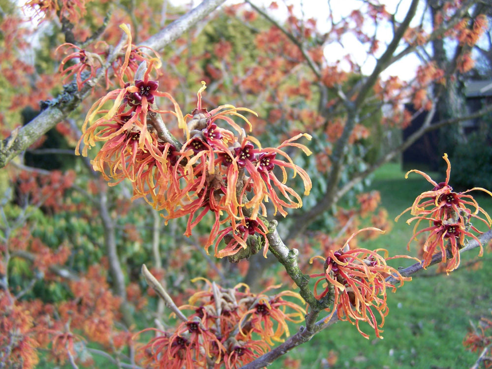 Copper Beauty Witchhazel (Hamamelis x intermedia 'Jelena') - 1 gallon TREE -Ship Only