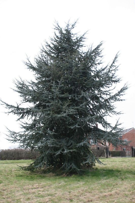 Blue Atlas Cedar (Cedrus atlantica 'Glauca') - 1 gallon -Ship Only