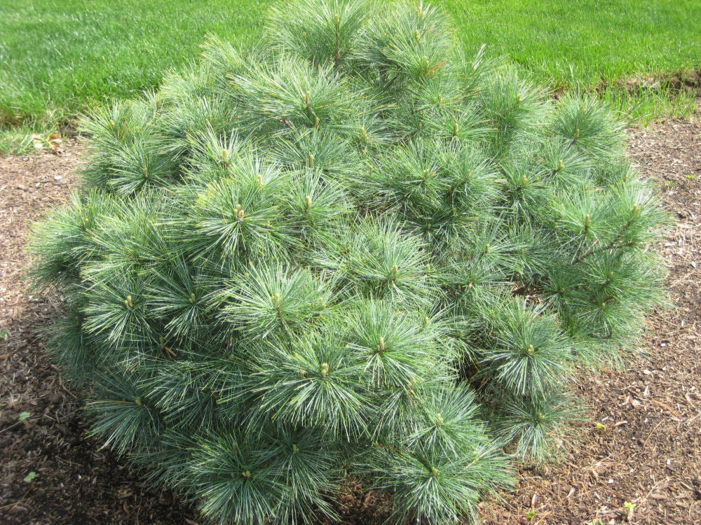 Blue Shag Dwarf White Pine (Pinus strobus 'Blue Shag') - 1 gallon -Ship Only