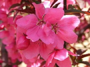 ShowTime™ Crabapple (Malus showtime 'Shotizam') - 3 gallon TREE -Ship Only