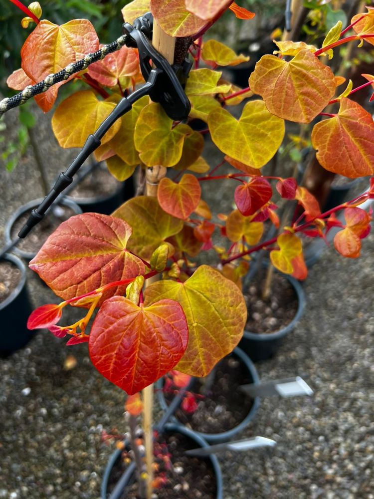 Hearts A'Fire™ Redbud (Cercis canadensis 'Hearts A' Fire') - 1 gallon 3-4' TREE -Ship Only