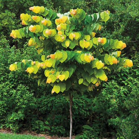 Rising Sun Redbud (Cercis canadensis 'Rising Sun') - 1 gallon 3-4' TREE -Ship Only