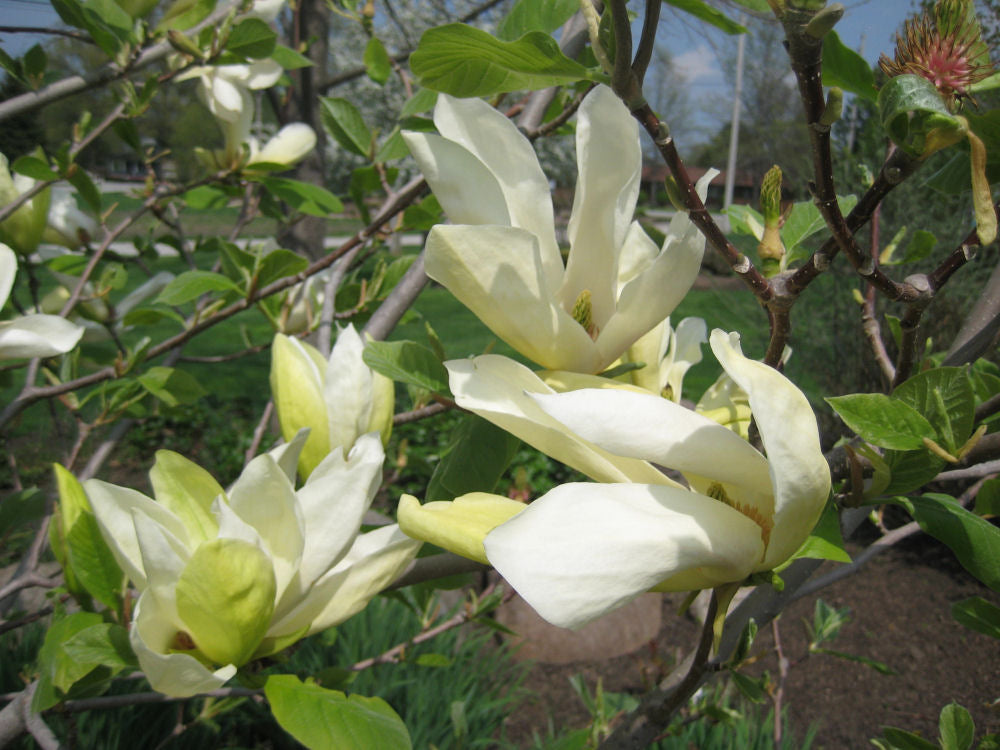 Butterflies Magnolia (Magnolia x 'Butterflies') - 1 gallon 6' TREE -Ship Only