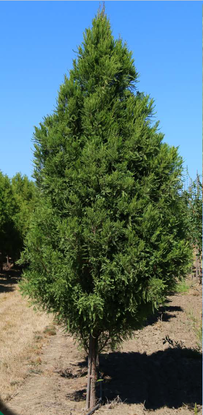 Lindsey's Skyward™ Bald Cypress (Taxodium distichum 'Lindseys Skyward') - 5 gallon -Ship Only