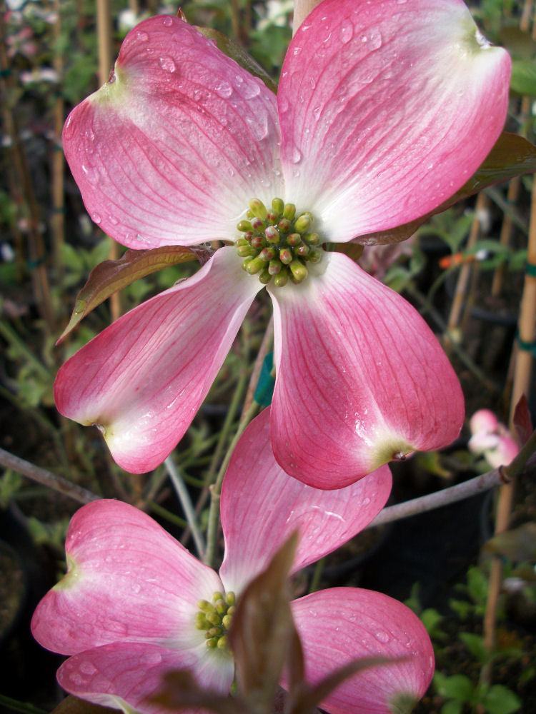 Cherokee Brave Flowering Dogwood (Cornus florida 'Comco No.1') - 2 gallon 3' TREE -Ship Only