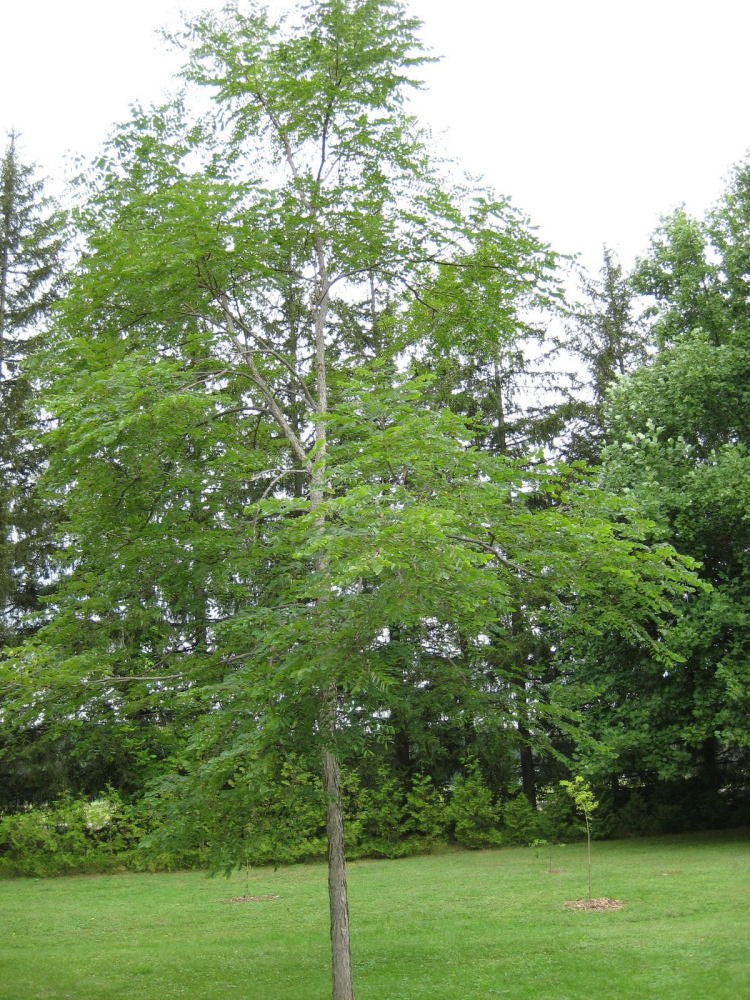 Kentucky Coffee Tree (Gymnocladus dioicus) - 3 gallon TREE -Ship Only